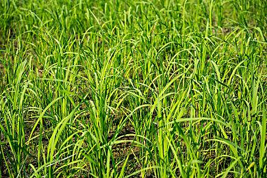 《女神异闻录3：Roload》将更容易提升社交等级